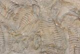 Ordovician Trilobite Mortality Plate (Pos/Neg) - Morocco #218697-3